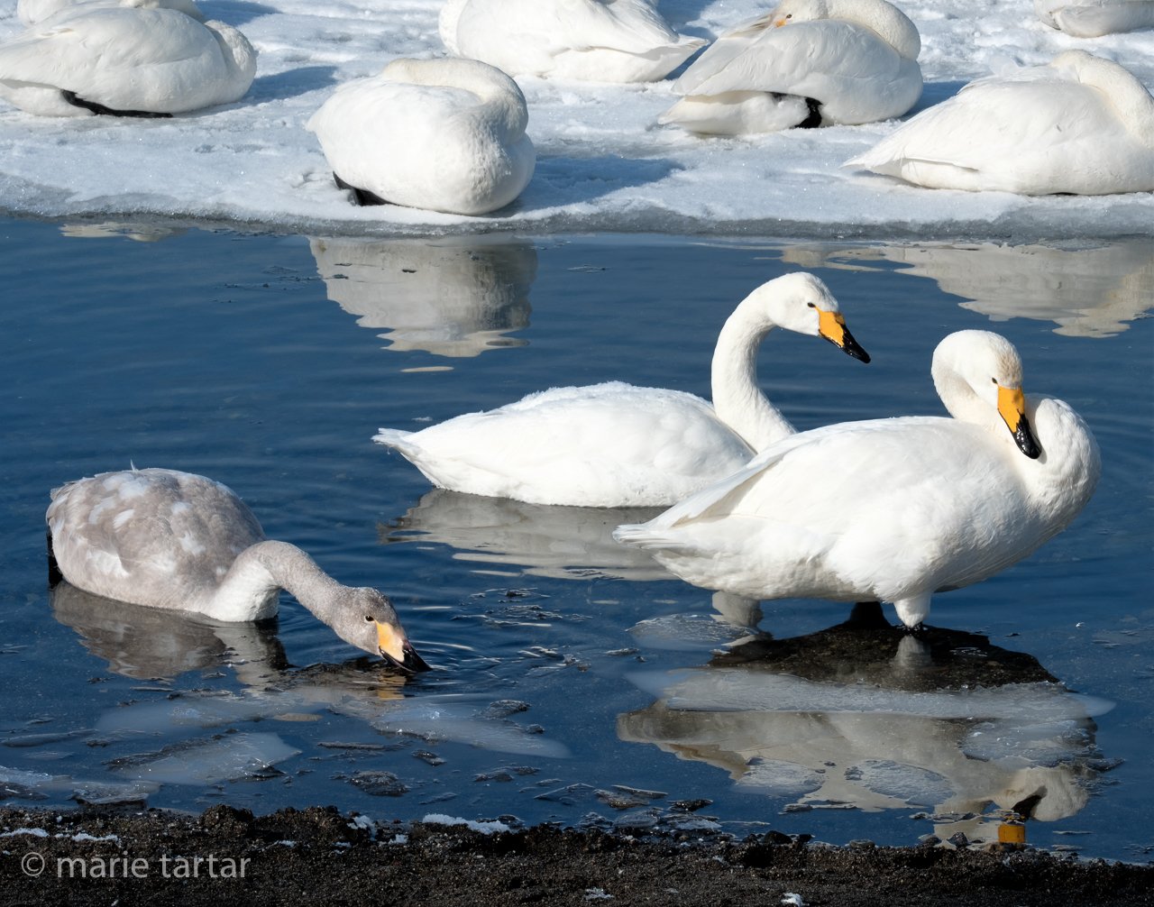 🏞️ 청해호 (오미코)